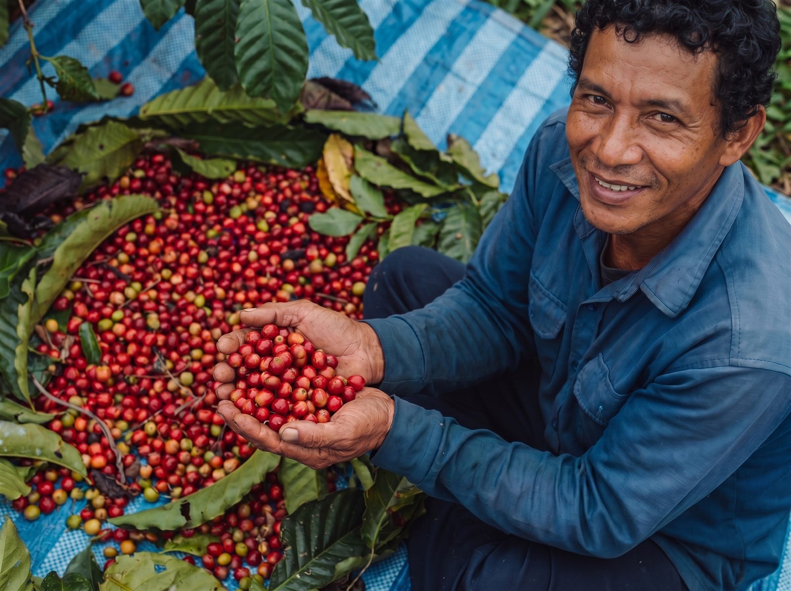 Caficultor colombiano con cerezas de café